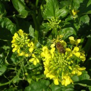 Zofiger Bio-Senf Blüte mit Biene